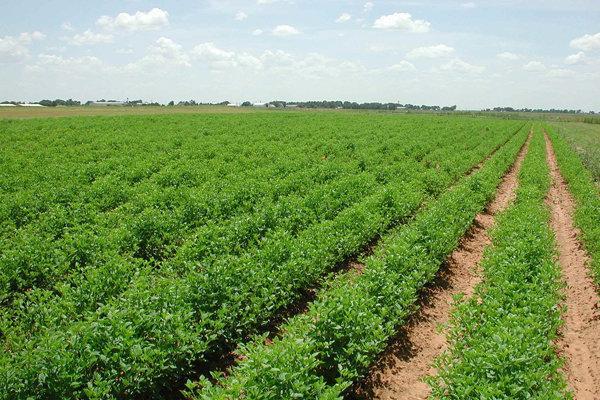 طرح برآورد هزینه فراوری محصولات زراعی در قزوین اجرا می گردد