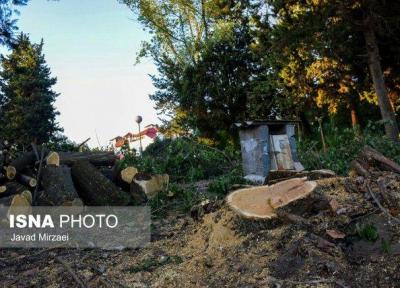 قطع درختان بالای 50 سال به جای نیزار در بابلسر