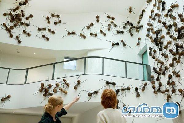 موزه ملی آمستردام میزبان مورچه هایی است که به علاقمندان خوش آمد خواهند گفت (تور هلند ارزان)