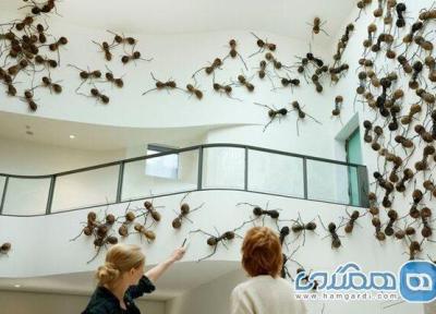 موزه ملی آمستردام میزبان مورچه هایی است که به علاقمندان خوش آمد خواهند گفت (تور هلند ارزان)