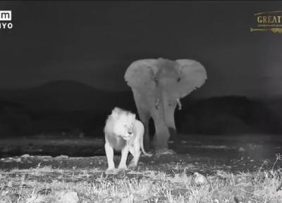 فیلم حماسی دید در شب از رویارویی بین شیر نر و فیل بزرگ